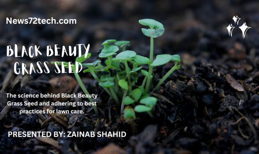 Black beauty grass seed